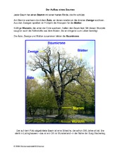 Aufbau-eines-Baumes.pdf